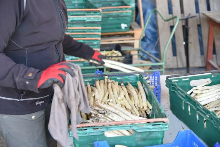 Après la récolte, les asperges sont nettoyées, triées et calibrées avant d’être mises en bottes pour une commercialisation dans la journée.
