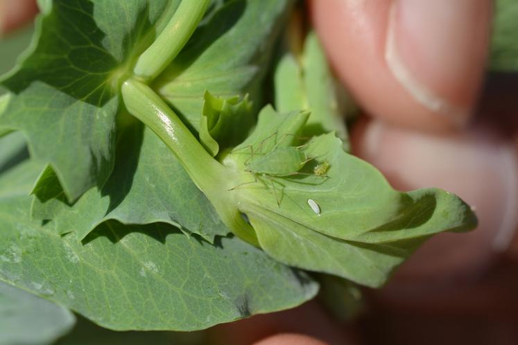 Pucerons verts sur pois.