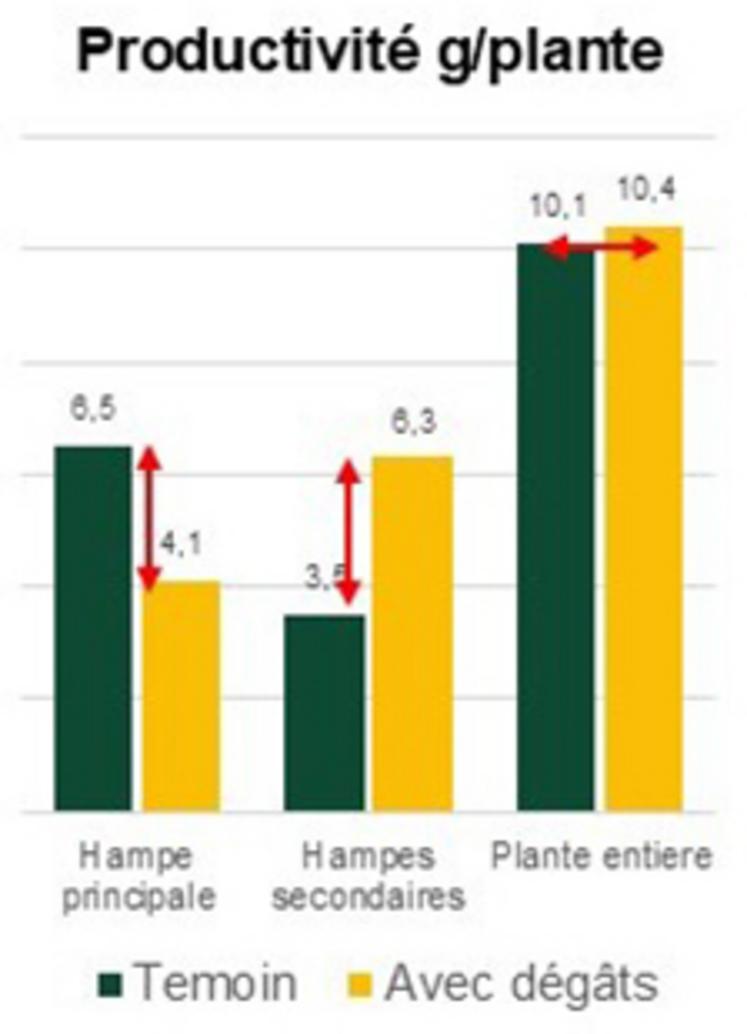 Graphique 1. Essai avec endommagement artificiel de boutons au stade D2-E. 