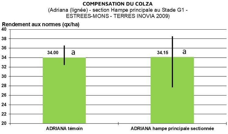 Graphique 2. Essai compensation perte de la hampe principale (2009).