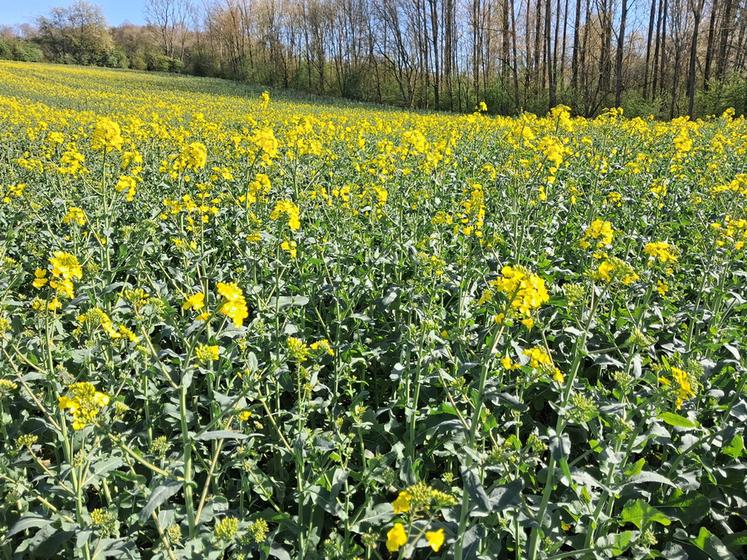 Dans de nombreuses situations, des dégâts sont observés sur les boutons floraux de la hampe principale. 