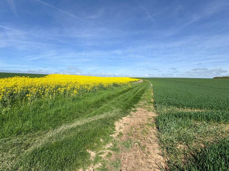 En cette mi-avril, ici dans le Thymerais, les colzas et les céréales d'automne font plutôt bonne figure. Mais un peu d'eau serait bienvenue…