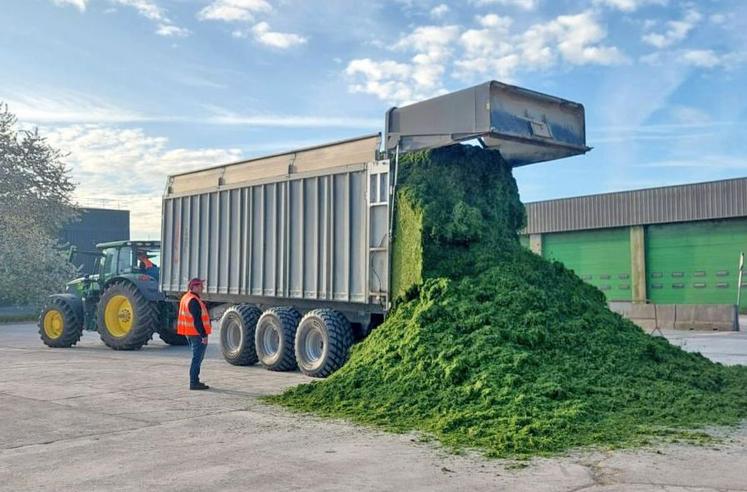 De la biomasse aux aliments pour chevaux, porcs et chèvres, la luzerne déshydratée entre dans une nouvelle ère d’innovation.