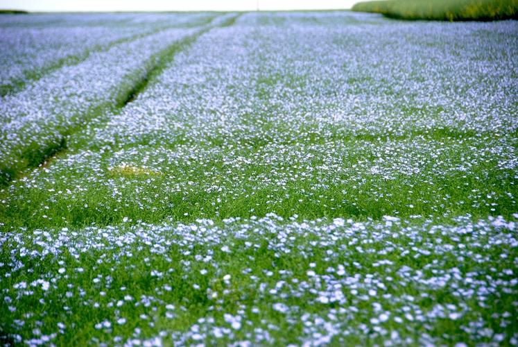 Le lin oléagineux sera décortiqué lors d'une matinée technique de la filière organisée mardi 5 mai à Dammarie.