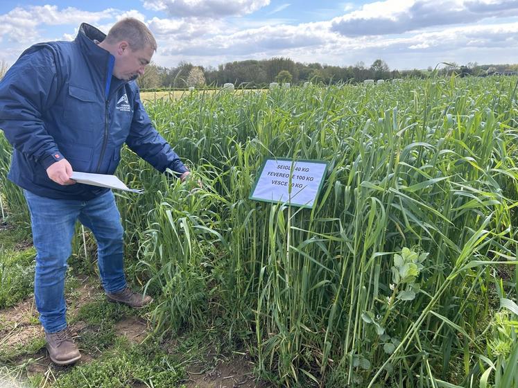Le mélange de céréales et de légumineuses serait une alternative au ray-grass, jugé gourmand en eau, dépendant en intrants et moins performant face à certaines conditions climatiques.