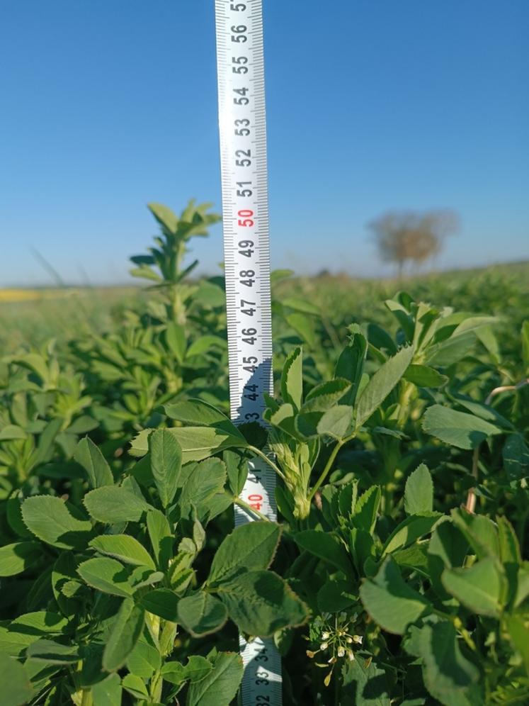 Au 22 avril, le seigle est au stade optimal de récolte en ensilage, tandis que la luzerne est insuffisamment développée.