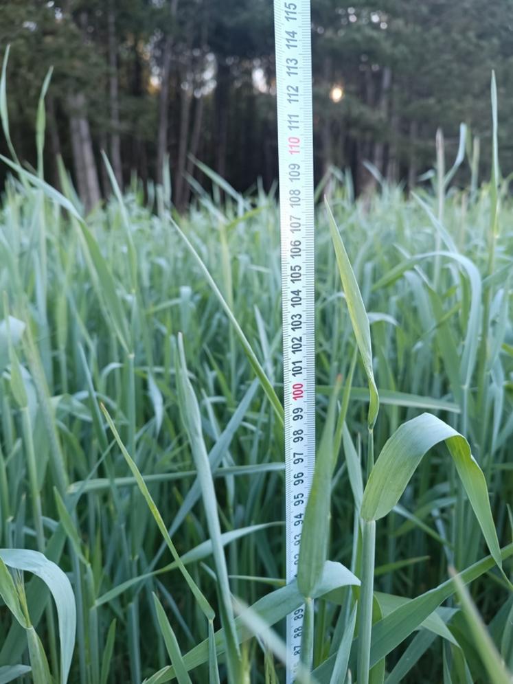 Au 22 avril, le seigle est au stade optimal de récolte en ensilage, tandis que la luzerne est insuffisamment développée.