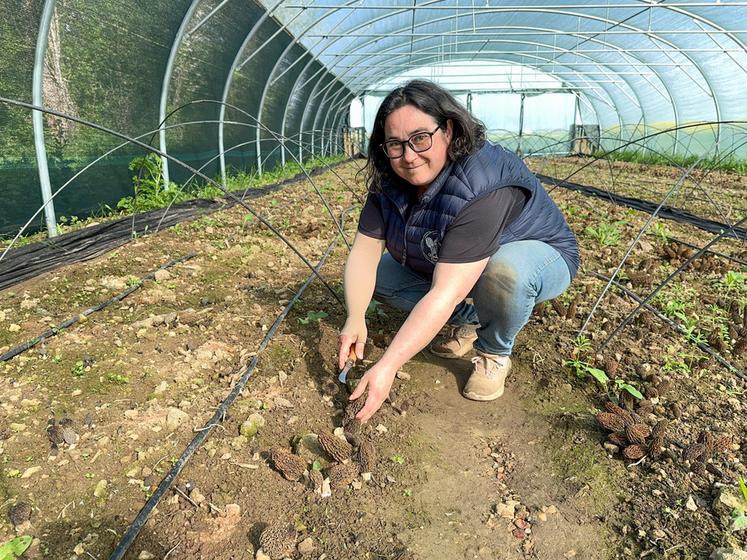 Le 10 avril, à Saint-Ange-et-Torçay. Aurore Quinton s'est lancée dans la production de morilles.