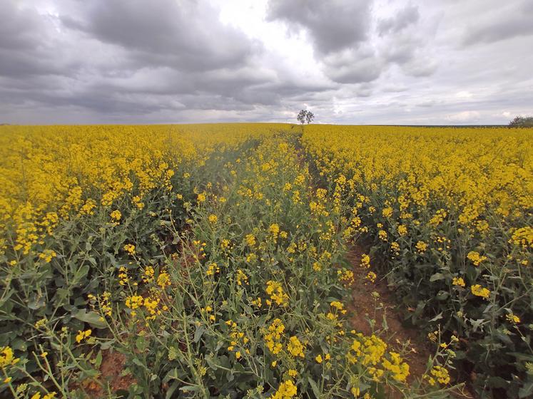 En 2026, malgré une floraison étalée, les conditions globalement sèches limitent l’intérêt d’un second fongicide sur colza.