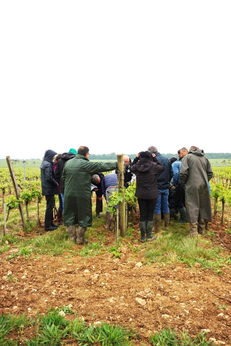 Un tour de plaine a complété cette journée d'échanges sur la filière francilienne.