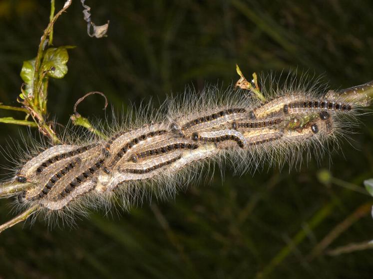 Les poils urticants de la chenille processionnaire du chêne peuvent provoquer des réactions cutanées, oculaires ou respiratoires. Le risque est particulièrement présent entre mai et juillet.