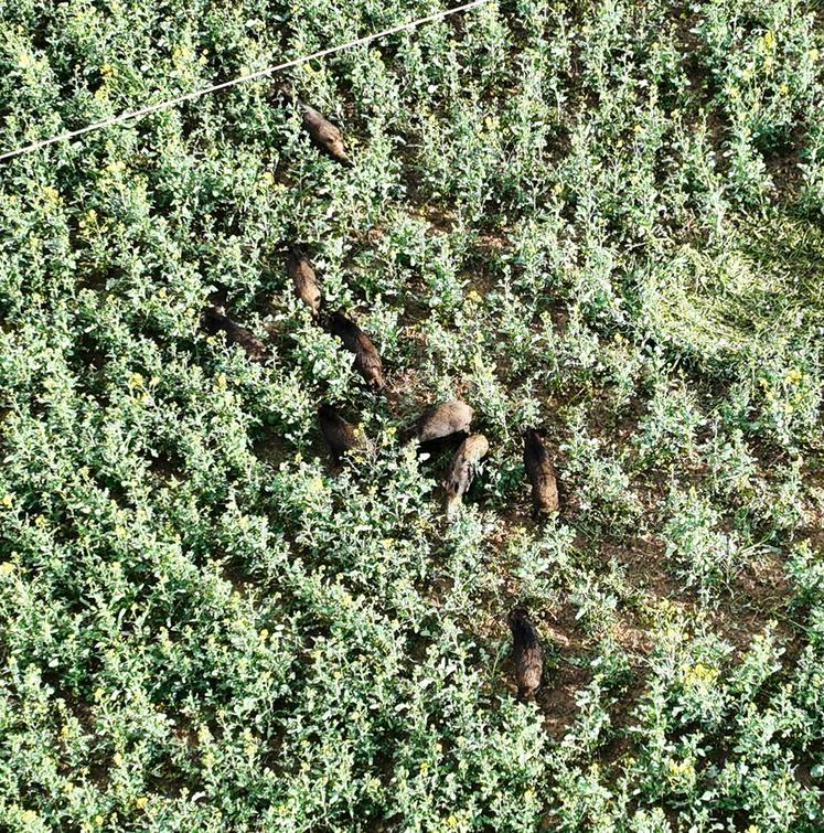 Les dégâts de sangliers demeurent une des problématiques prioritaires entre agriculteurs et chasseurs.