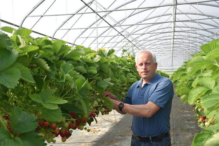 Chevrainvilliers, mardi 26 mai. Damien Chardon au cœur d'un des tunnels en production actuellement. Les premières planches de la saison sont plantées dès la mi-décembre.