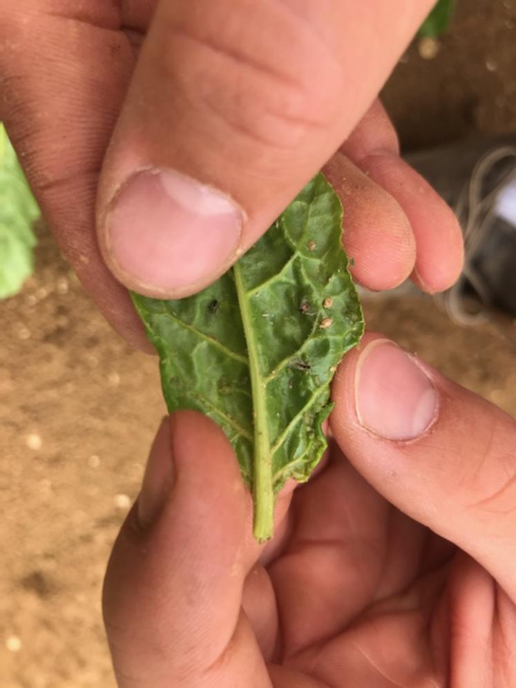 Pucerons sur jeune feuille de betterave en mai.