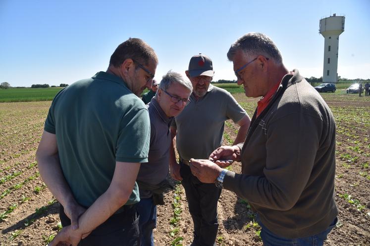 Montereau-sur-le-Jard (Seine-et-Marne), jeudi 30 avril 2026. Observation d'aptères verts dans une parcelle. 