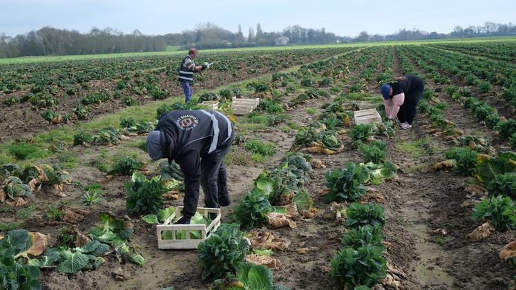 Le glanage solidaire est une action phare de Solaal qui mobilise des bénévoles pour récolter les produits directement dans les champs.