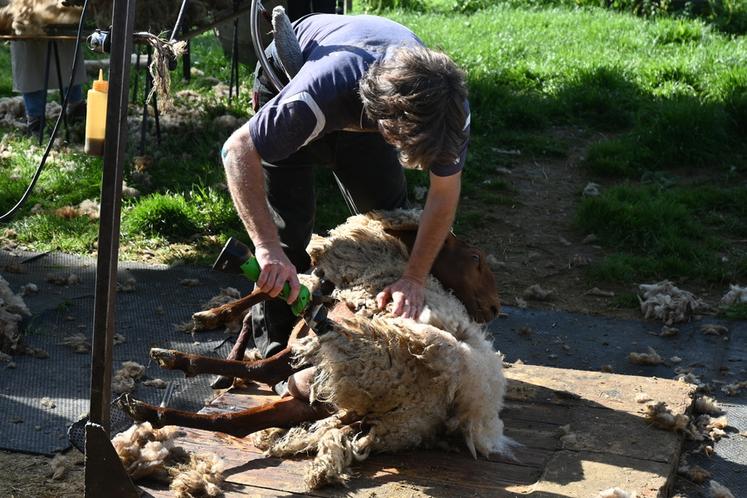 Mercredi 20 mai, à Chambord. Maxime Magdelin, tondeur et agriculteur dans le Cher, a tondu les brebis du domaine, afin que la laine soit récupérée pour être valorisée.