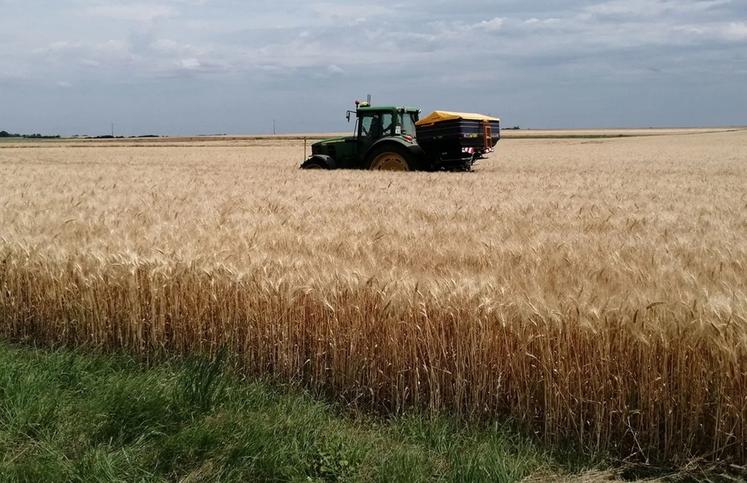 La réussite du semis de couvert à la volée avant moisson repose sur le choix des espèces et sur la date de semis. La veille de la récolte est l’idéal.
