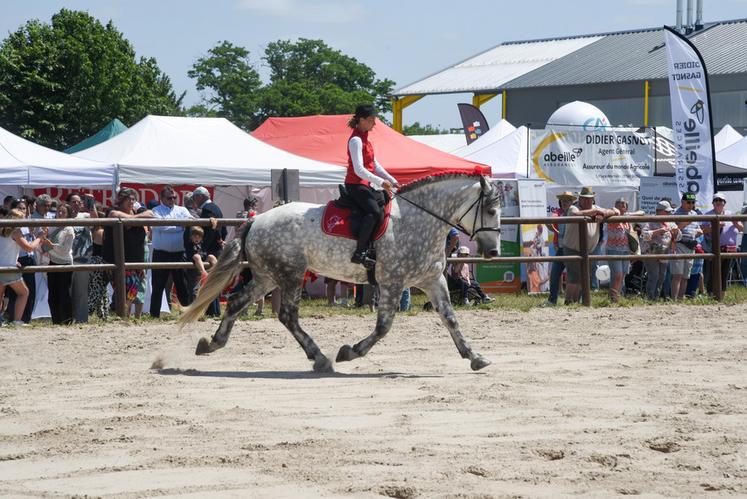 Le public a apprécié les démonstrations, notamment celles avec les chevaux percherons.