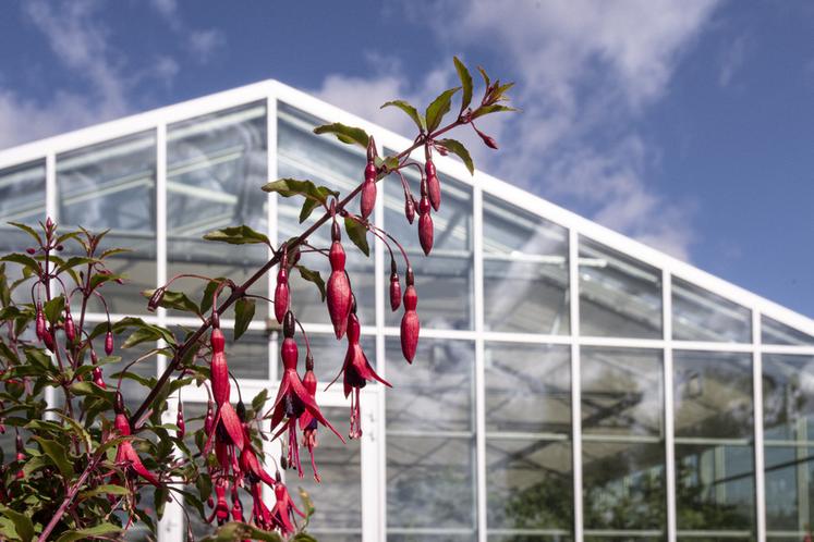 Arboretum de Versailles-Chèvreloup, nouvelle serre des fuchsias.
