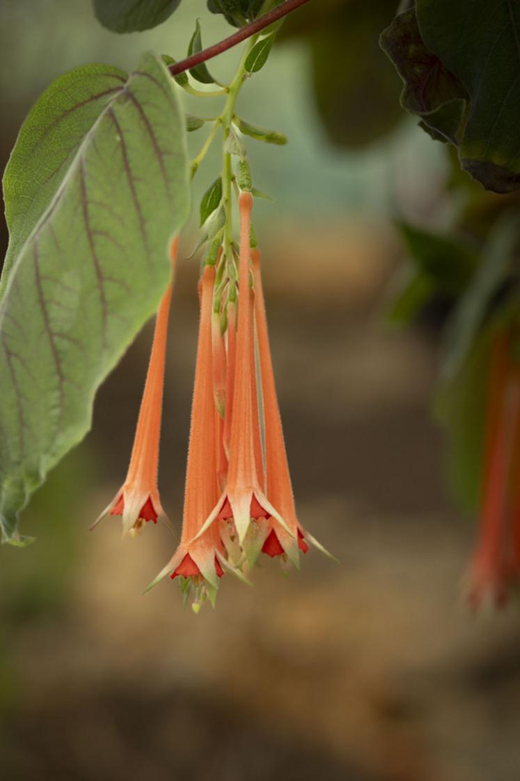 Un Fuchsia fulgens à la serre des fuchsias à l'Arboretum de Versailles-Chèvreloup (Yvelines).