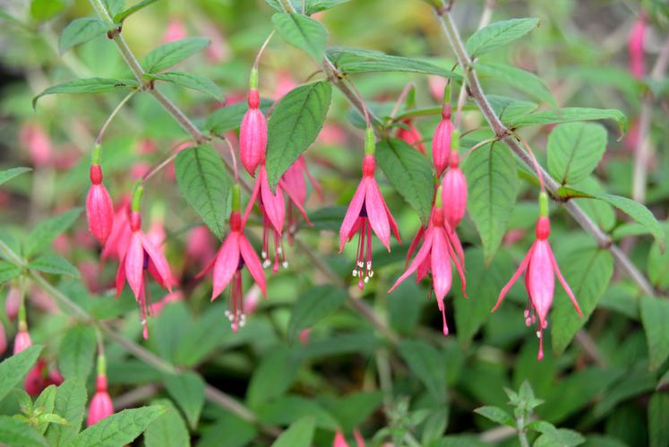 Fuchsia bracelinae.