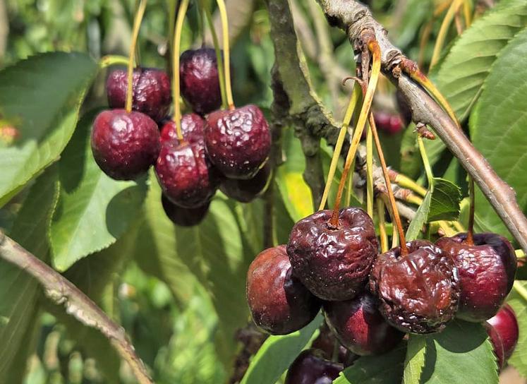 Touchées par les fortes chaleurs, ces cerises ont dépéri et sont désormais perdues pour le producteur.