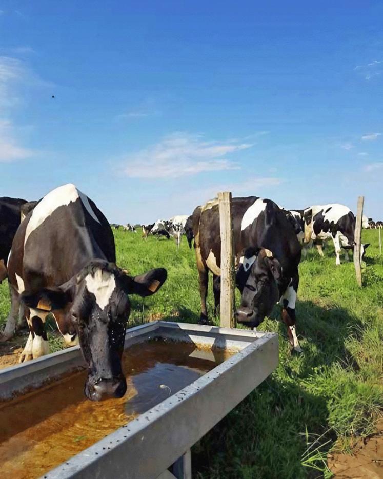 La consommation d’eau peut être multipliée par 1,5 à 2 en conditions estivales (supérieur à 25 °C).