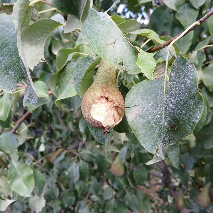 La grêle n'a pas épargné les productions de poire.