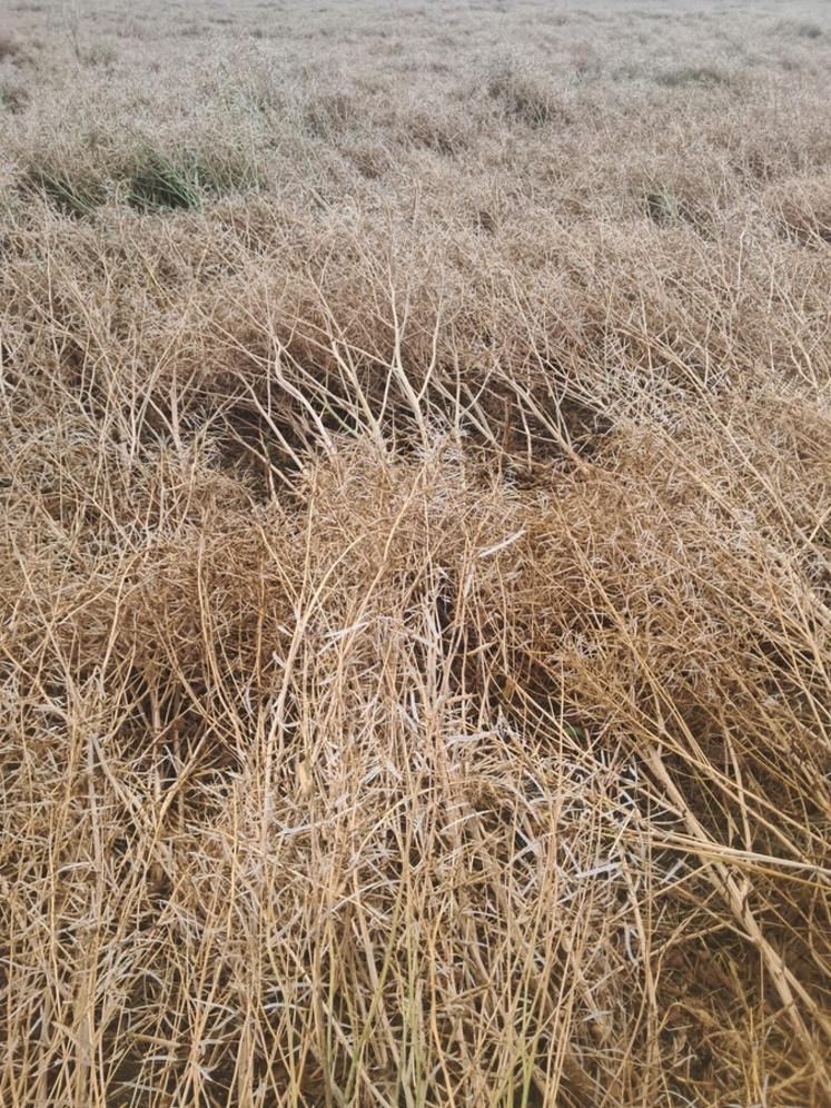 Les siliques des colzas se sont ouvertes sous l'effet du vent et de la grêle.