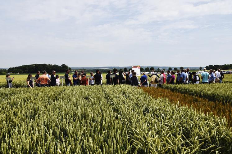 Mardi 16 juin, à Vallangoujard (Val-d'Oise). La plateforme de la Chambre a réuni agriculteurs et élus locaux.