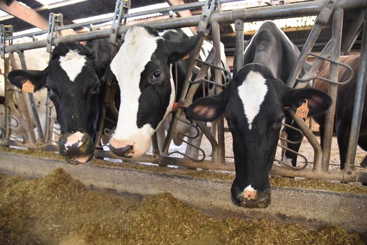 Les vaches laitières franciliennes produisent en moyenne 10 353 kg de lait par an, soit près de 1 200 kg de plus que la moyenne nationale. 