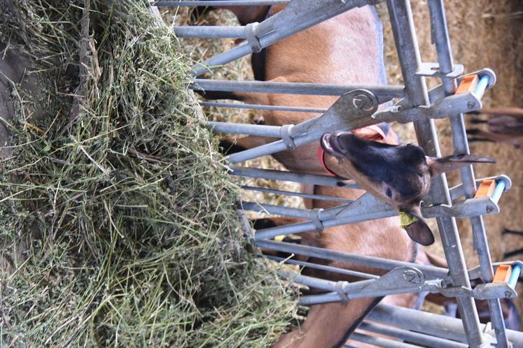 La filière caprine francilienne progresse grâce aux projets de transformation à la ferme, malgré l'absence de collecte de lait de chèvre dans la région.
