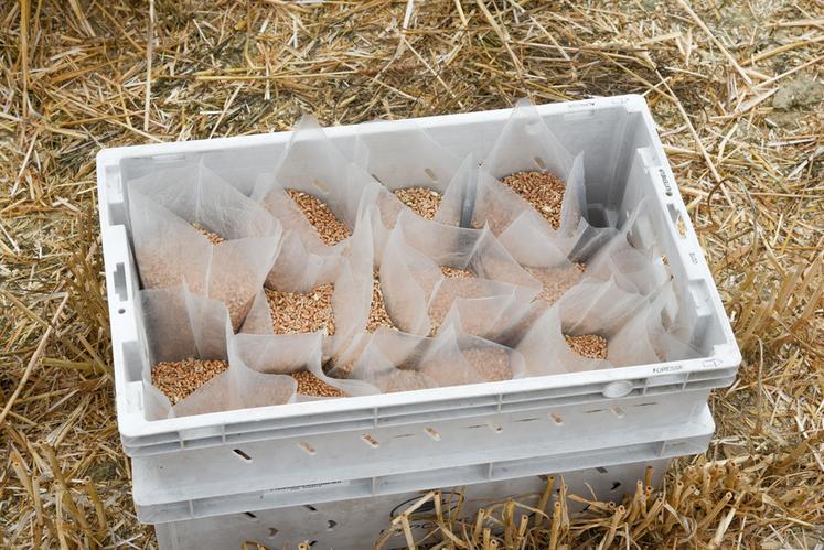 Les échantillons sont identifiés et rangés dans des caisses pour pouvoir être analysés plus tard.