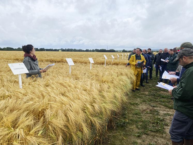 Le 4 juin, à Couëtron-au-Perche (Loir-et-Cher). Lors la visite d'essais du Perche, les conseillères grandes cultures de la chambre d'Agriculture de Loir-et-Cher ont présenté les essais de l'année aux agriculteurs présents. 