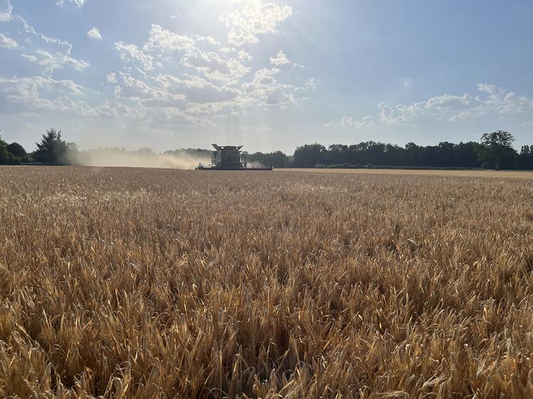 Si le blé et le colza résistent globalement, les orges de printemps accusent de fortes pertes de rendement et de qualité après les canicules.
