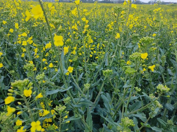 Les écarts de rendement entre parcelles se sont principalement construits entre la sortie de l'hiver et la floraison.