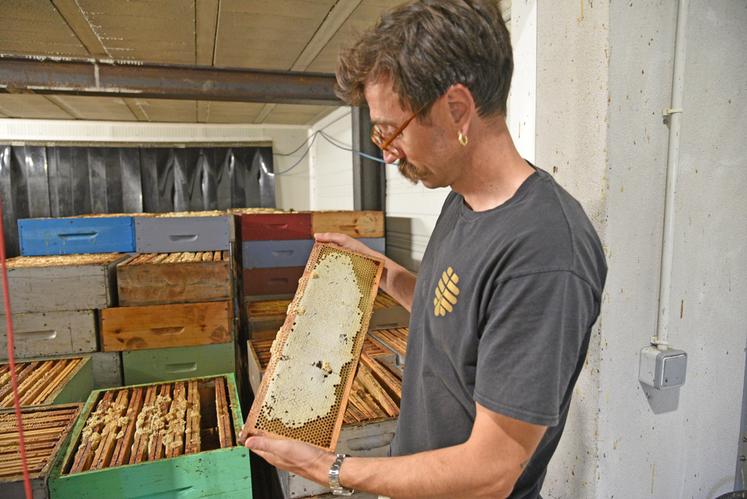 Récoltés avec trois semaines à un mois d’avance, ces cadres témoignent du raccourcissement de la saison apicole.