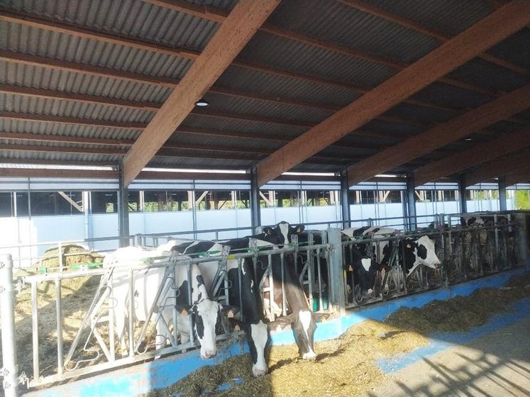 Brumisation et ventilation limitent le stress thermique des vaches, avec un effet direct sur leur consommation alimentaire et leur production de lait.