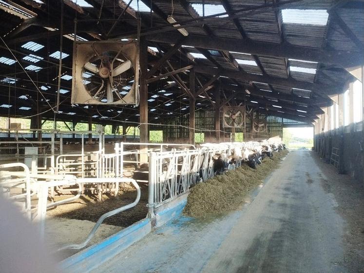 Associés à la brumisation, les ventilateurs réduisent le stress thermique des vaches et contribuent à préserver leur ingestion comme leur production laitière.