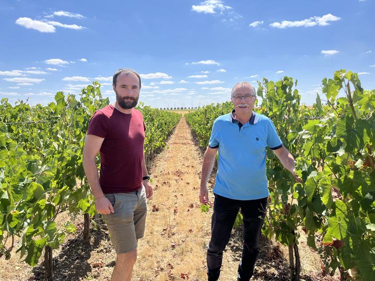 Lundi 27 juillet, à Morigny-Champigny (Essonne). Philippe, le père, et Pierre-Louis, le fils, Morchoisne ont lancé une activité viticole en marge de la transmission de l'exploitation.