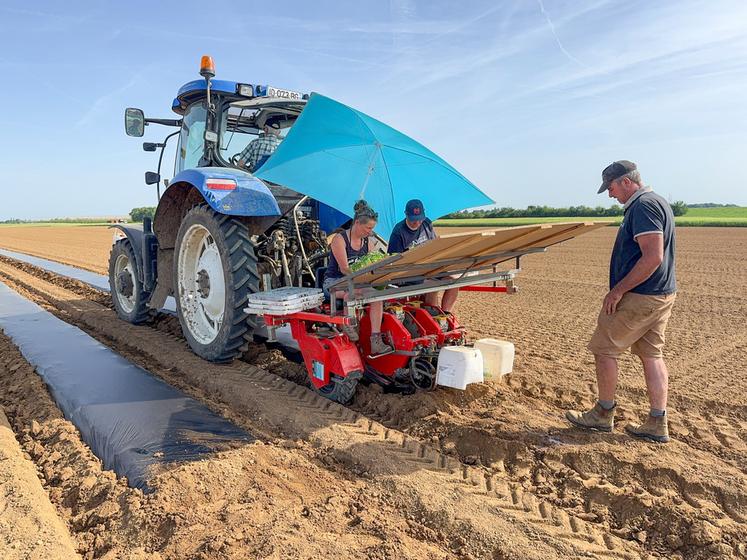 Le 29 mai, à Theuville (Eure-et-Loir). La plantation des patates douces de la Ferme de Louasville nécessite de la main-d'œuvre.