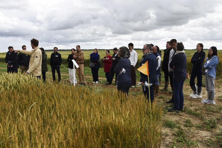Mercredi 10 juin à Prunay-en-Yvelines (Yvelines). Semae Centre et Agri Obtentions ont organisé une journée pour faire découvrir les progrès génétiques.