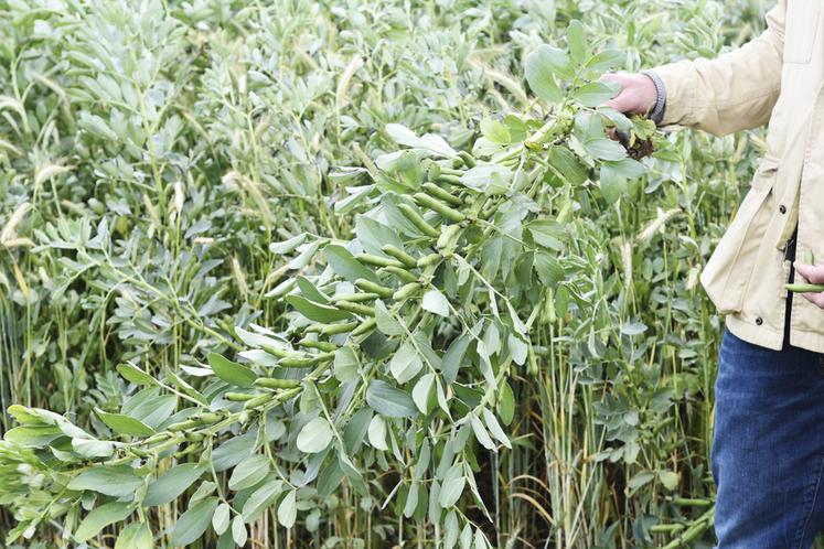 Une partie de la visite était dédiée à l'évolution génétique des pois.
