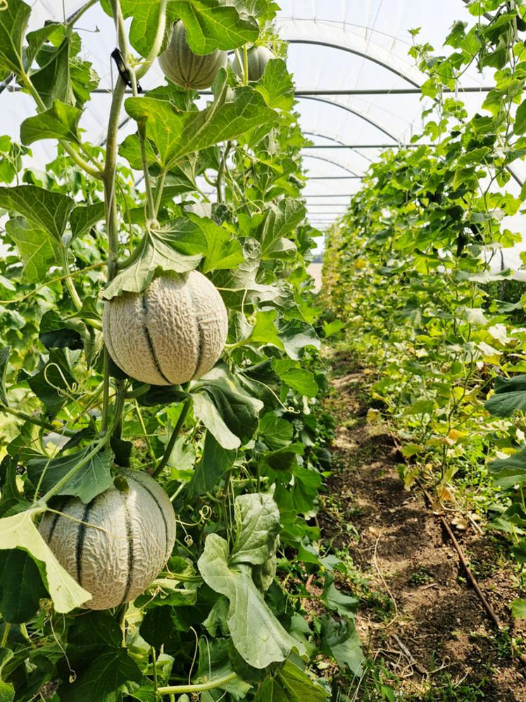 Même sur une petite surface, les melons ont trouvé leur place au soleil.