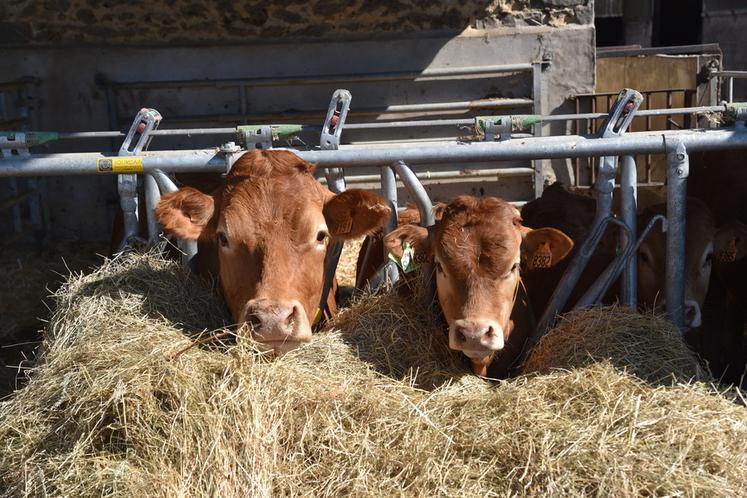 Les commerciaux de Sysco ont découvert l'élevage de limousines de la ferme d'Arcy pour clore leur formation. 