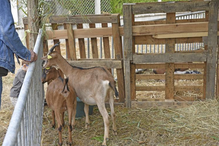 La mini-ferme a permis aux visiteurs, notamment aux plus jeunes, d’approcher les animaux présents pendant le week-end.