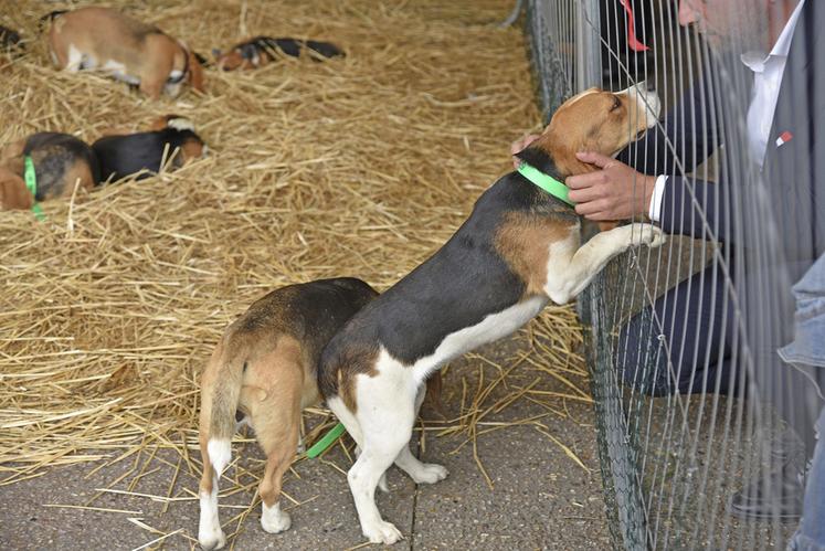 Plusieurs meutes de chiens de chasse étaient présentées au public à l’occasion du comice agricole de Lorris.