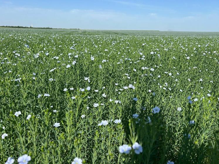 En floraison, le lin se reconnaît à ses petites fleurs bleues. Dans le nord du Loiret, cette culture reste encore peu répandue.