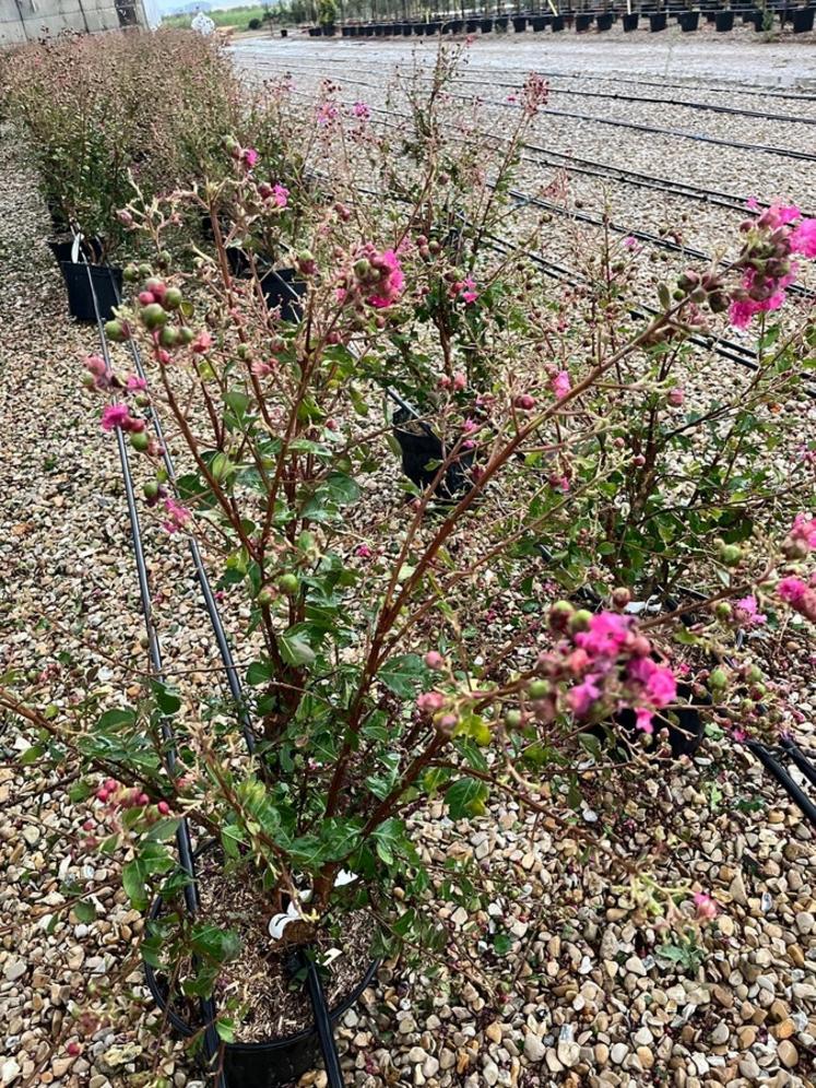 Les arbustes à fleurs, qui redémarraient doucement, sont rendus impropres à la vente actuellement.